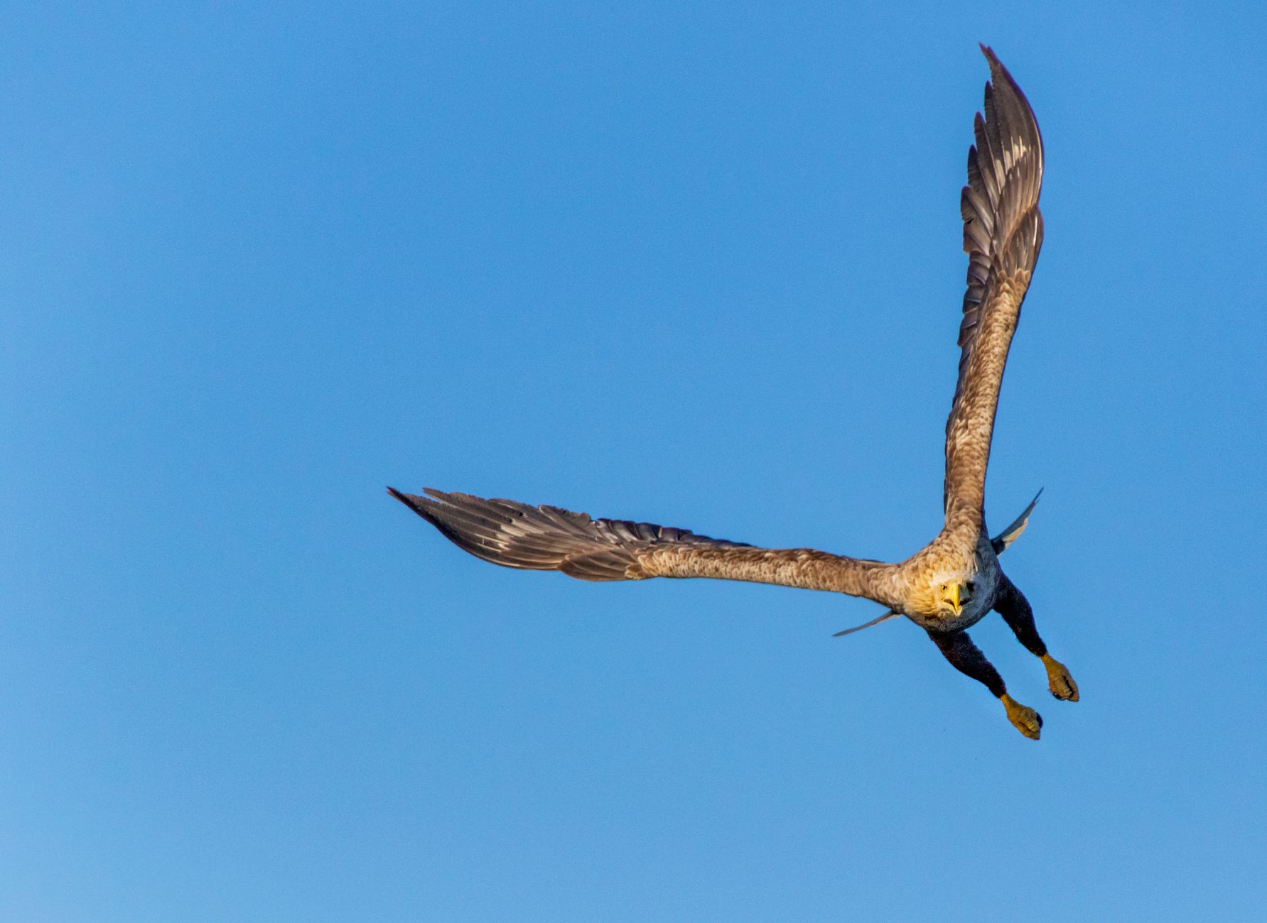 Chapter Five: The Eagle