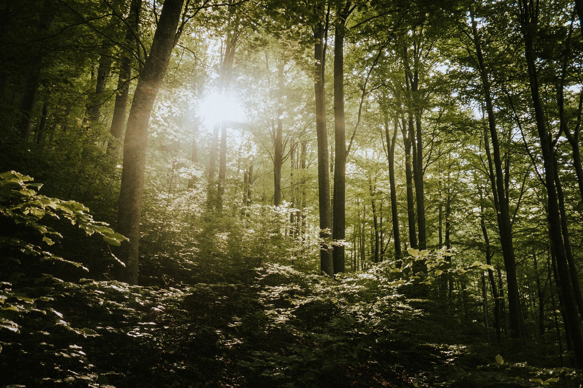 sunlit forest with lush greenery in springtime