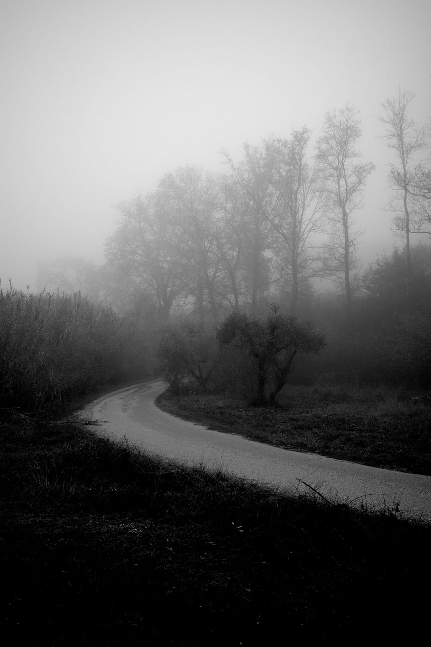 misty forest road in black and white